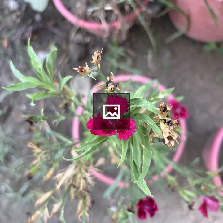 Magenta Flower with Green Leaves