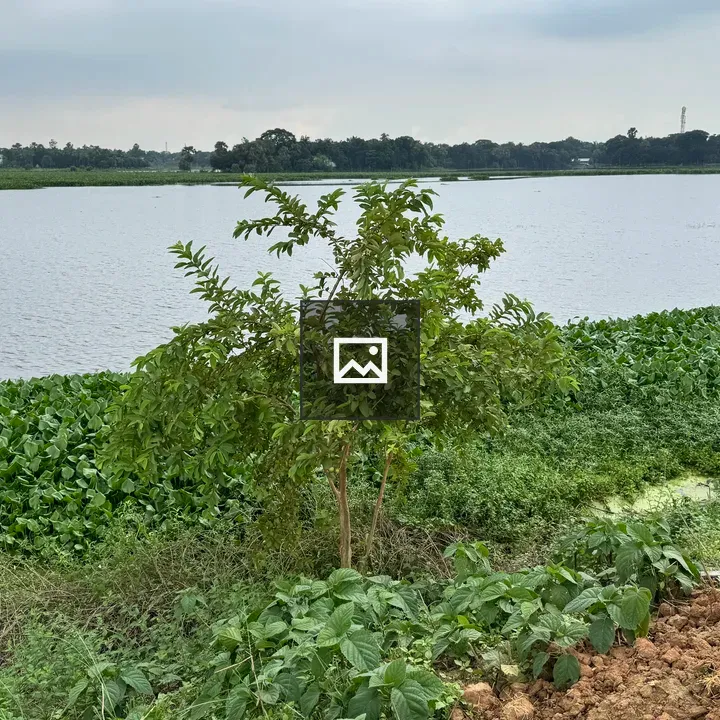Guava Tree on Riverbank