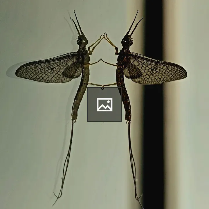 Mayfly on Glass Surface