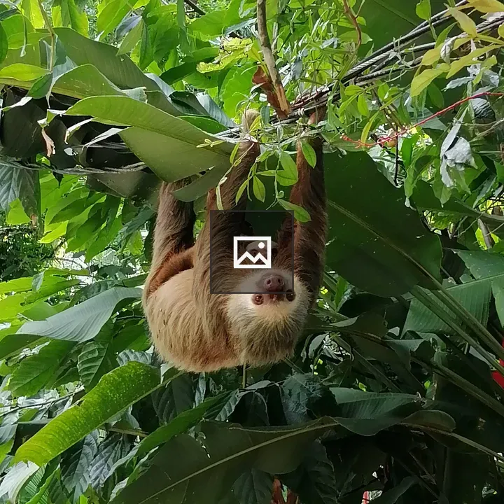 Sloth Hanging from Branch