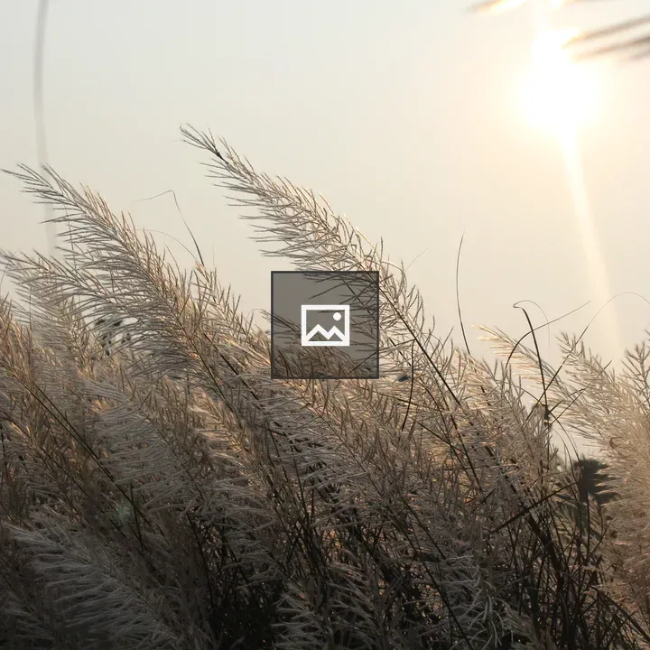 Grasses Backlit by Sun