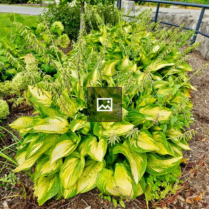 Hosta Leaves in Daylight