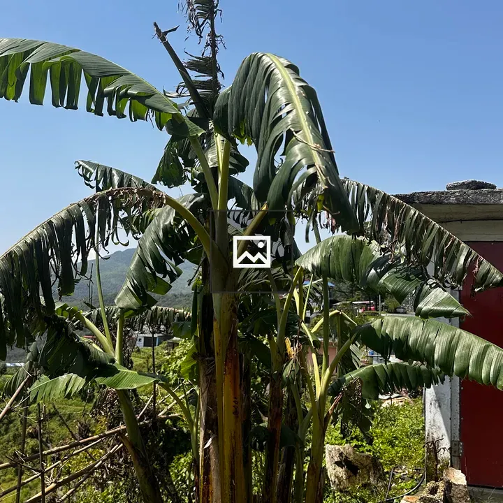 Banana trees on sunny day