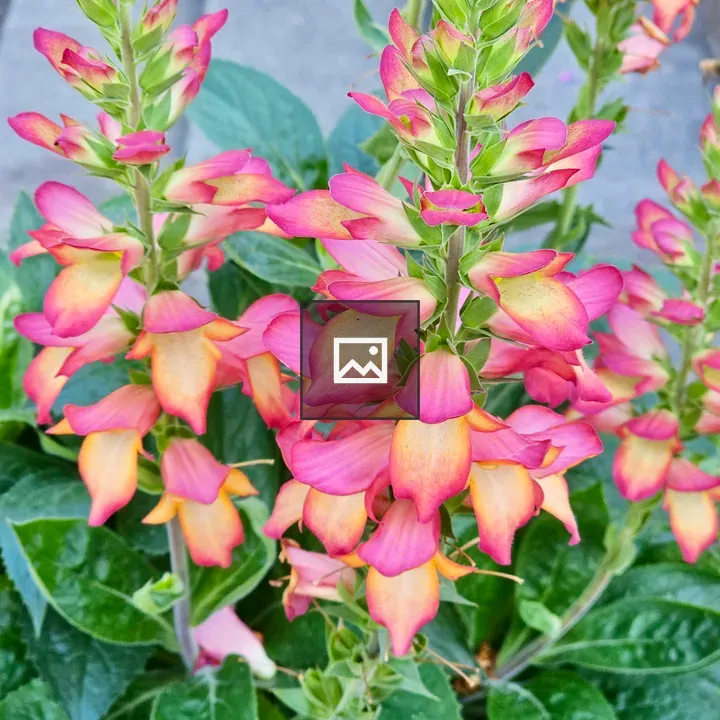Peach-pink Flowers on Tall Stems