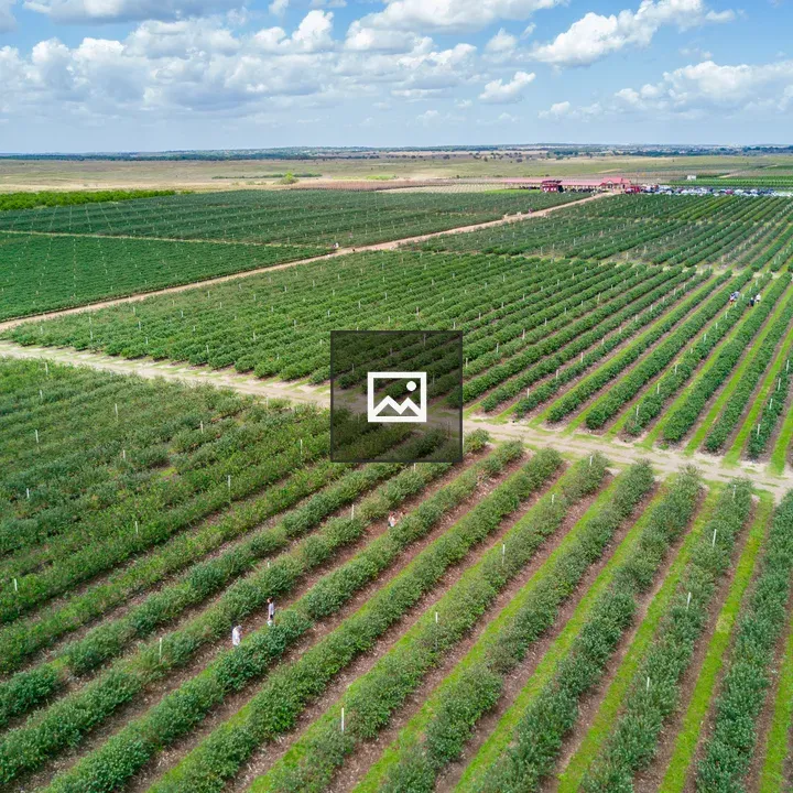 Blueberry Fields