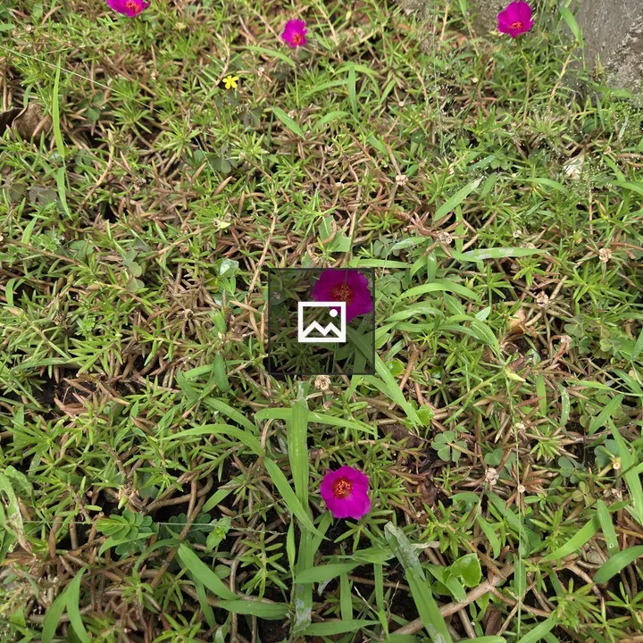 Patch of Green Grass with Pink Flowers