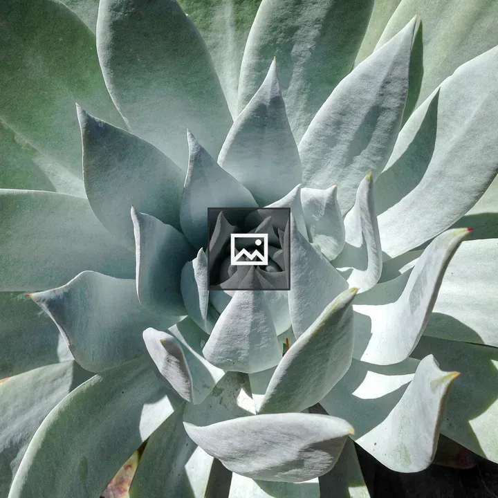 Close-up of an agave succulent