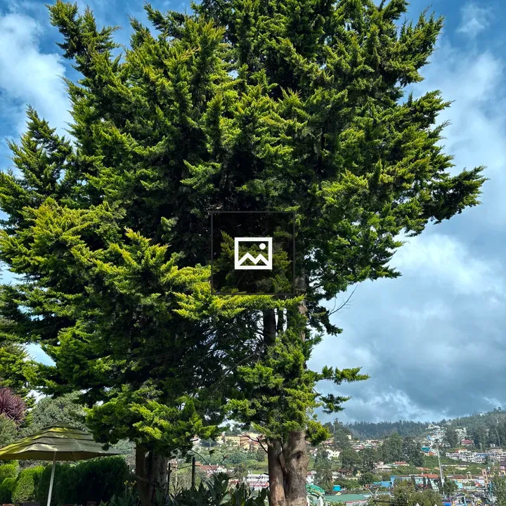 Towering tree against blue sky