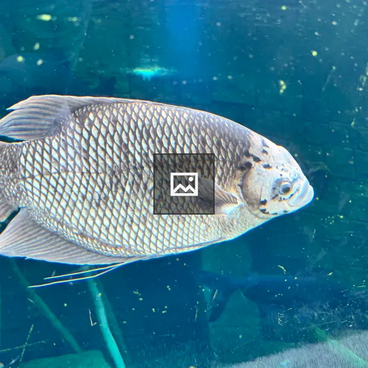 Silver-spotted fish swimming