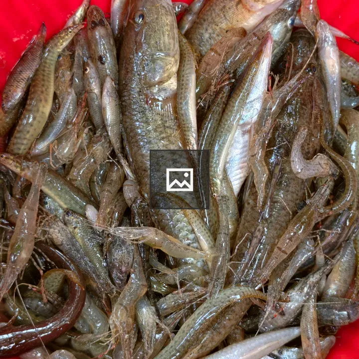 Fresh mixed fish catch