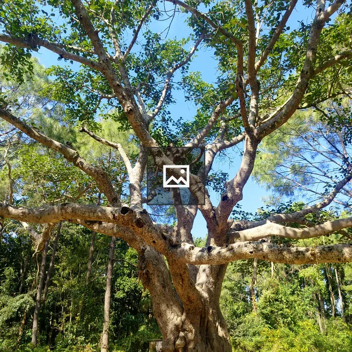 Big tree with spreading branches