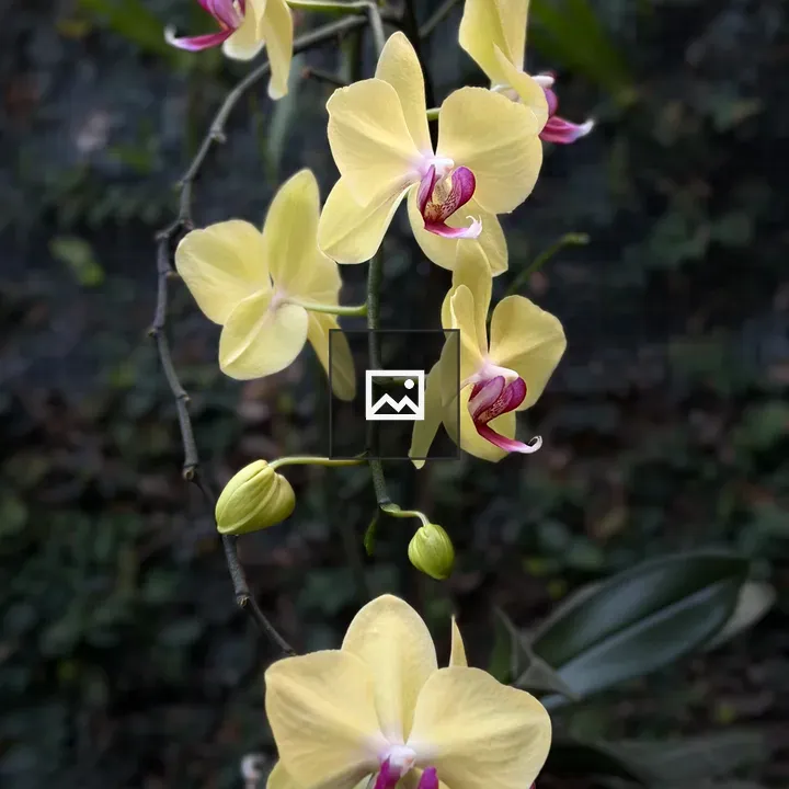 Yellow orchid close-up