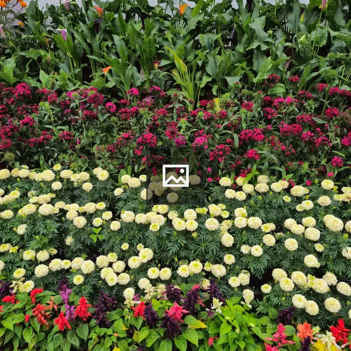 Colorful flower bed with zinnias