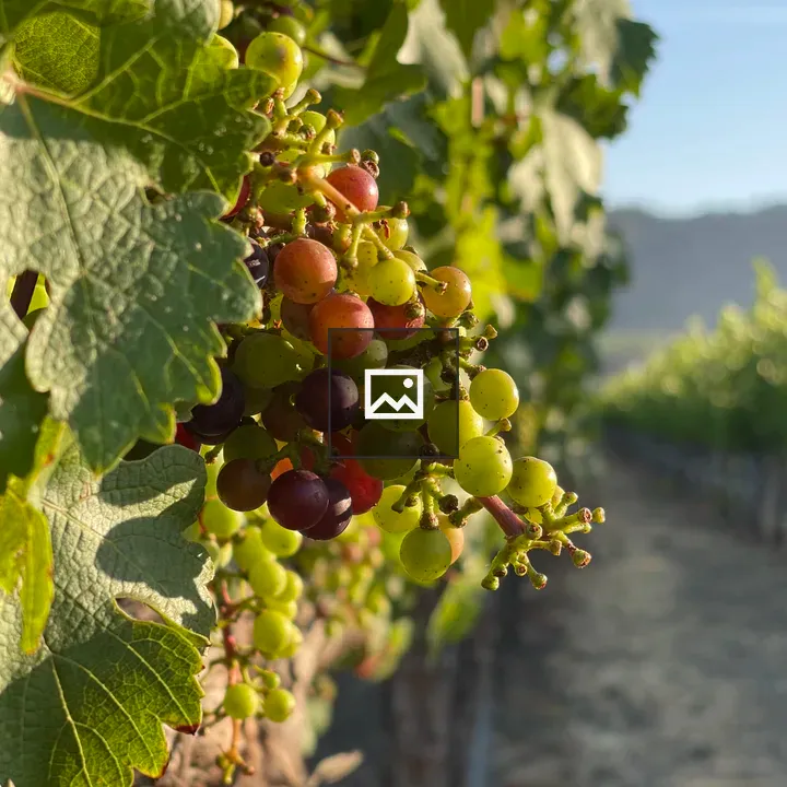 Wine grape cluster veraison