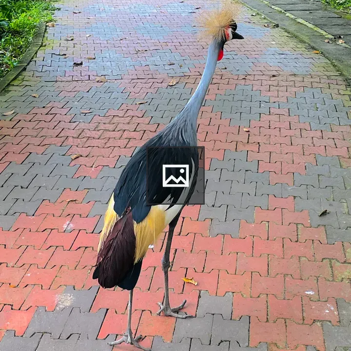 Grey crowned crane portrait