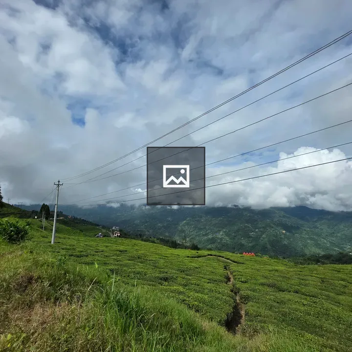 Lush green vegetation and electrical lines