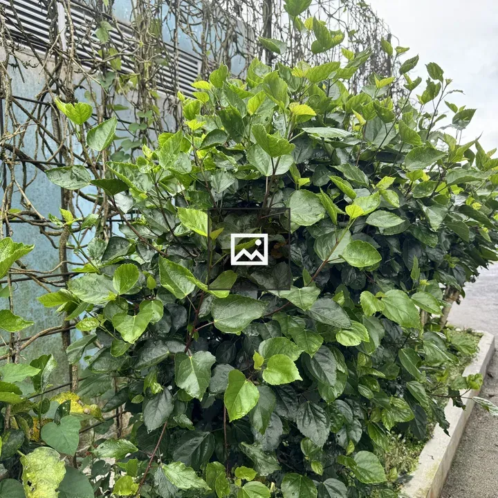 Glossy green bush by blue wall