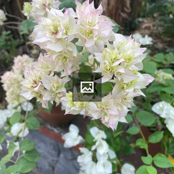 Bougainvillea with White Leaves