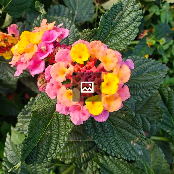Small Clusters of Colorful Flowers