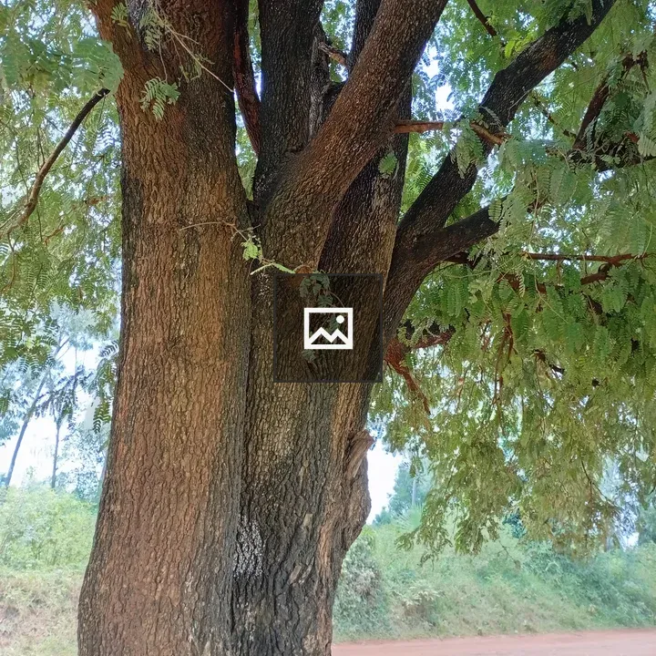 Tamarind Tree Section