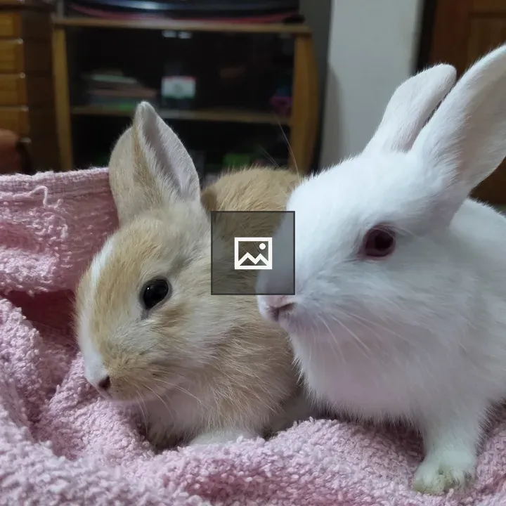 Lovely Rabbits
