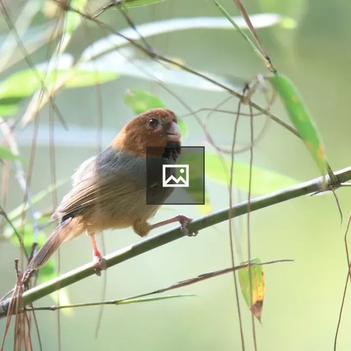 Short-tailed Parrotbill on Bamboo