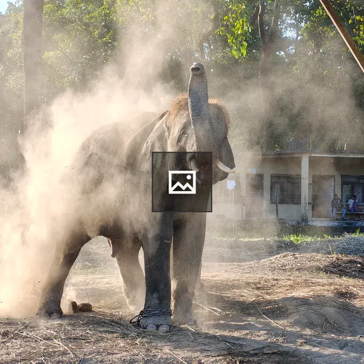Elephant in Dusty Clearing