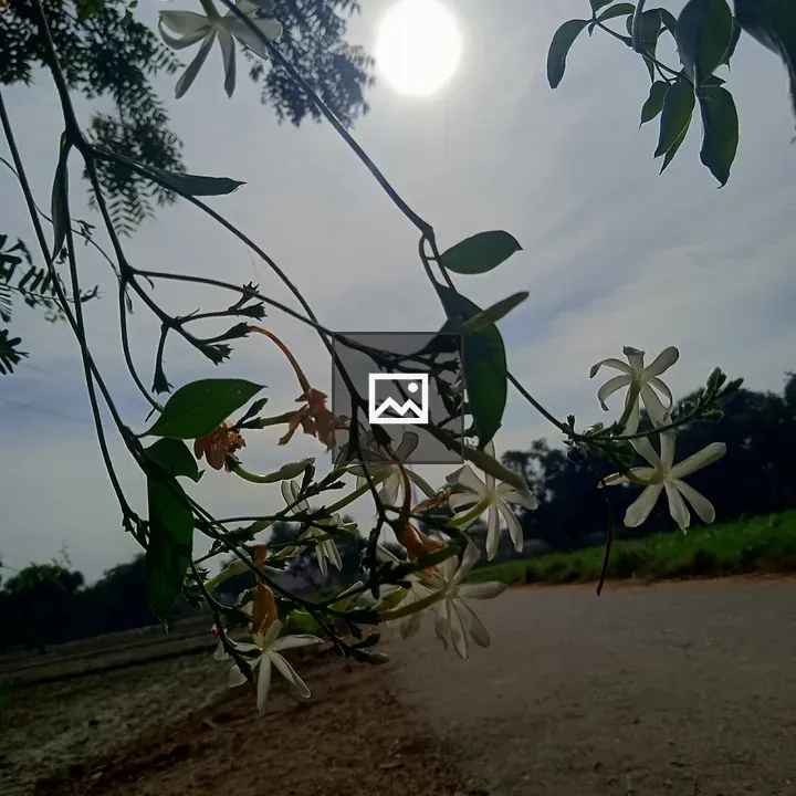 Village landscape with blossoms