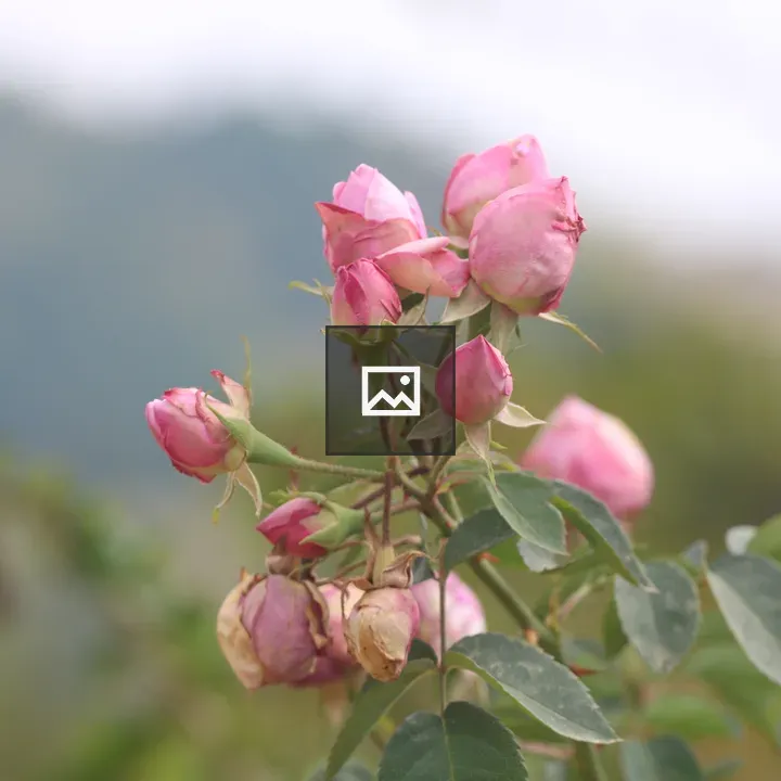 Pink roses
