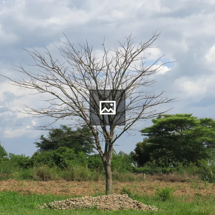 Bare tree in grassy field
