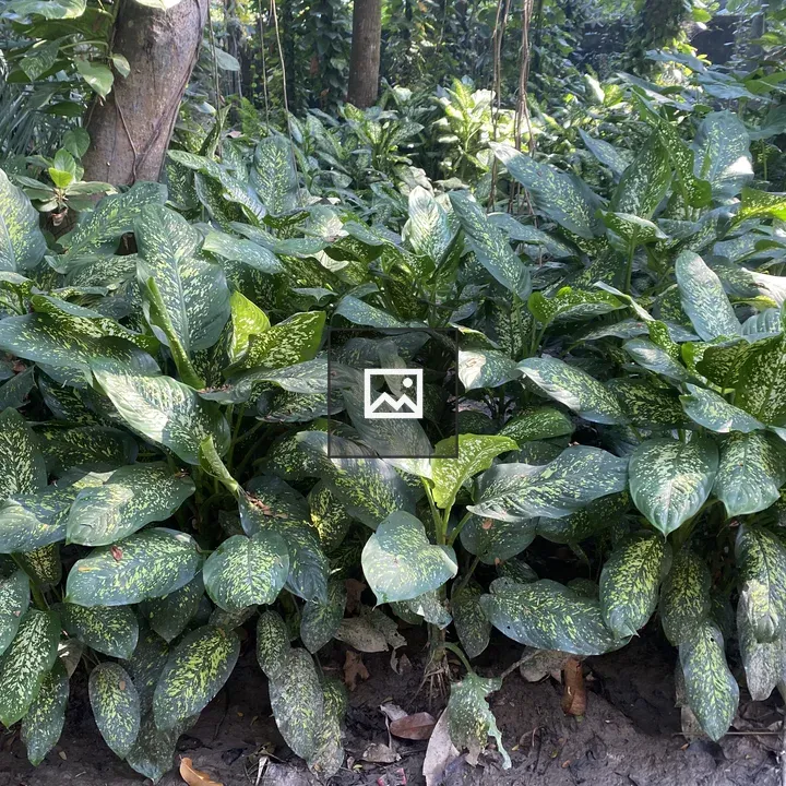Dense cluster of green spotted plants