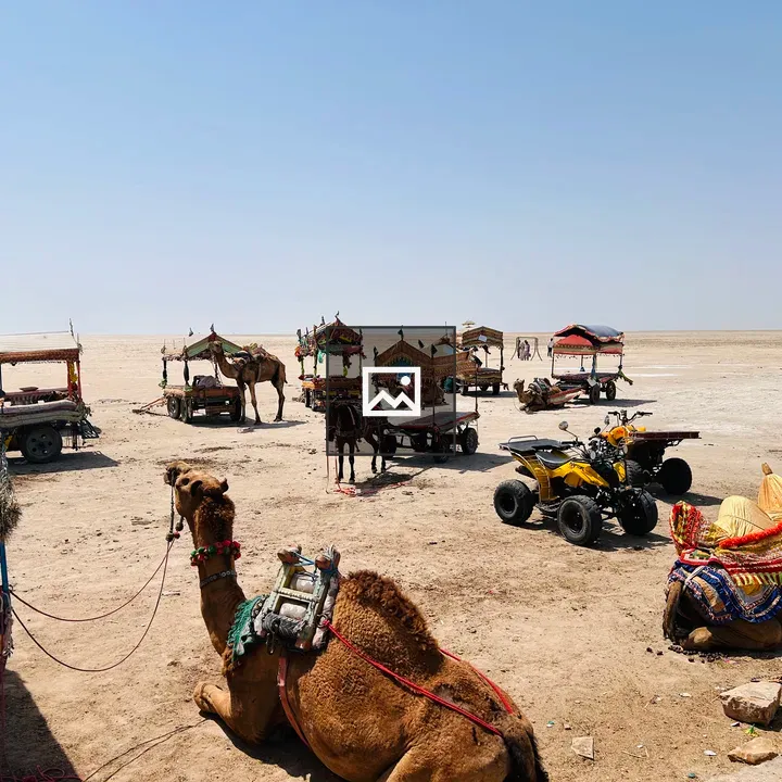Decorated camels at Rann of Kutch