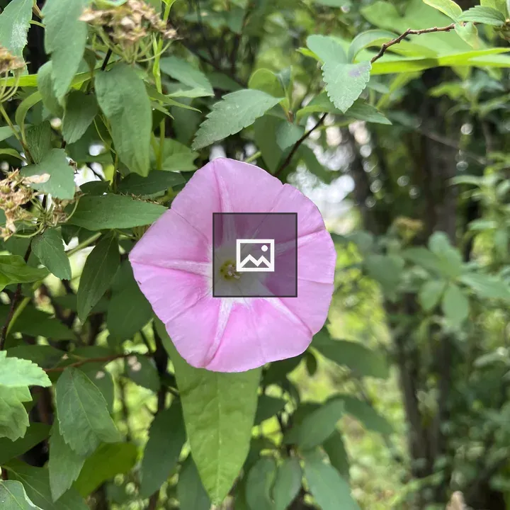 Pink morning glory close-up