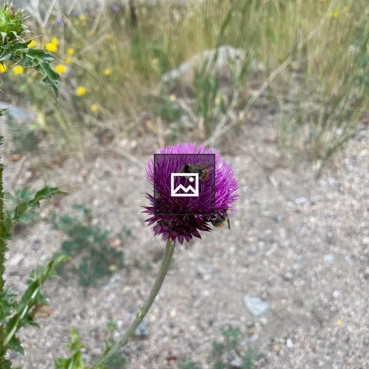 Purple thistle with bee