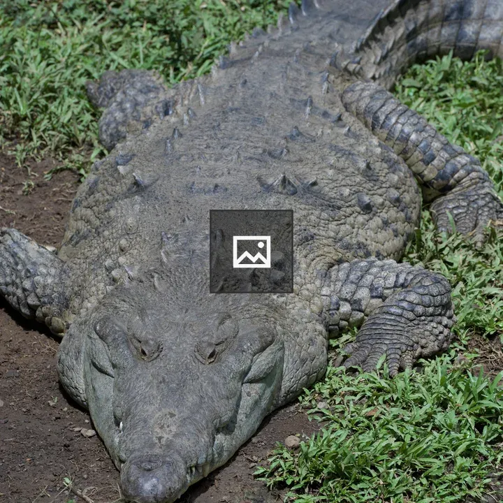 Crocodile on Ground
