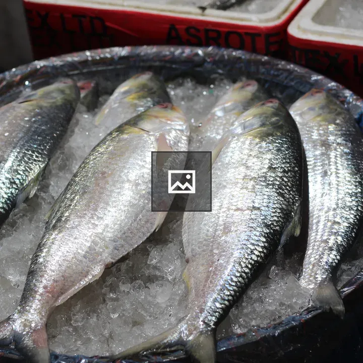 Fresh Hilsa on Ice