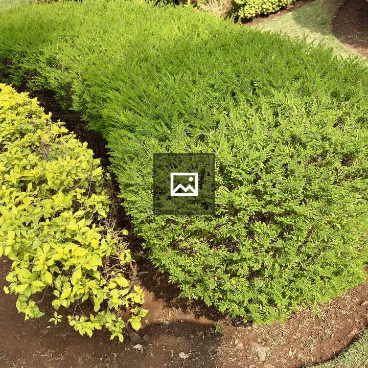 Shrubs in landscaped garden