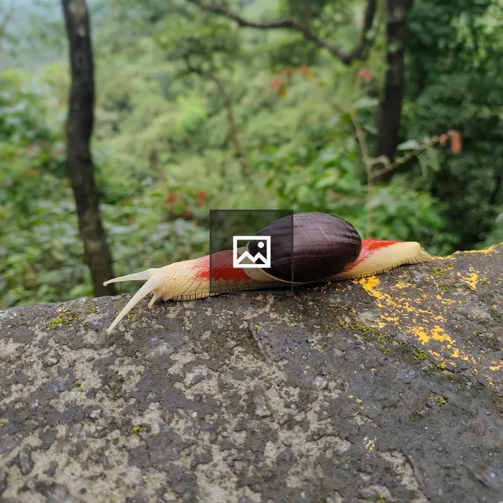 Indrella Ampulla snail