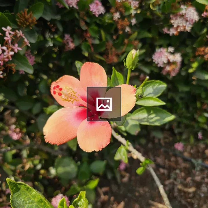 Hibiscus Flower in Bloom