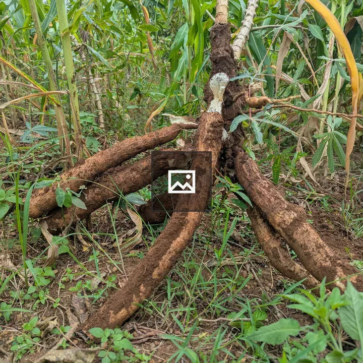 Cluster of harvested cassava roots