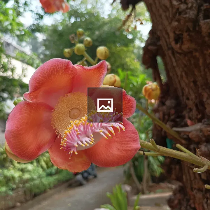 Couroupita Flower