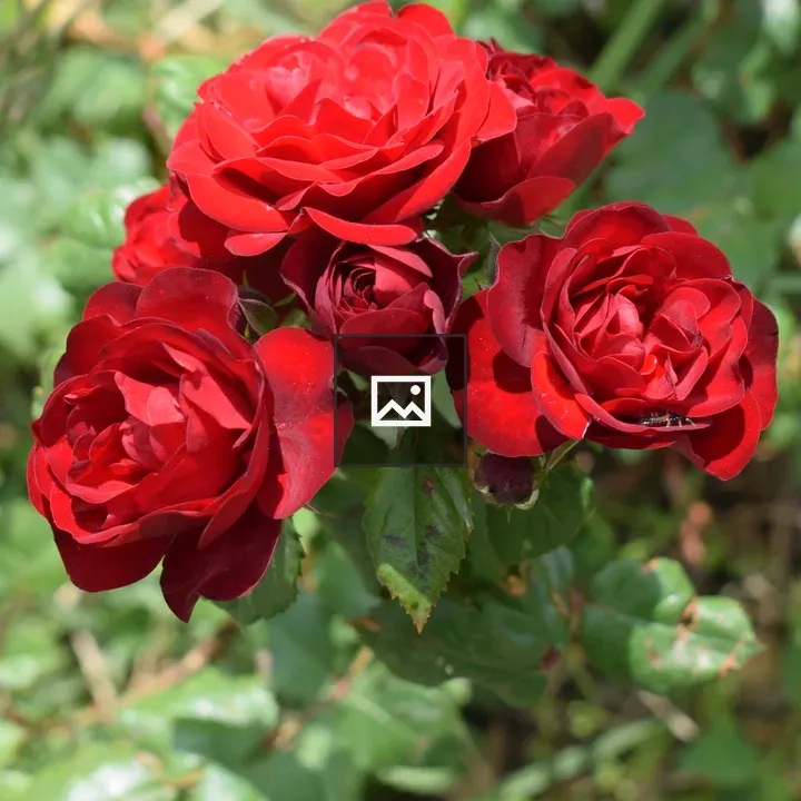 Group of red roses