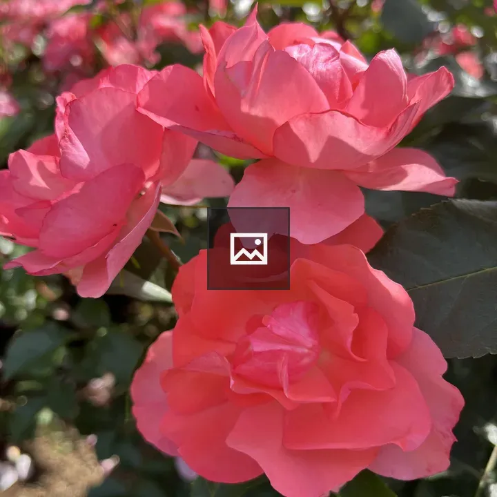 Pink roses in bloom