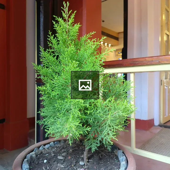 Conifer in Terracotta Pot