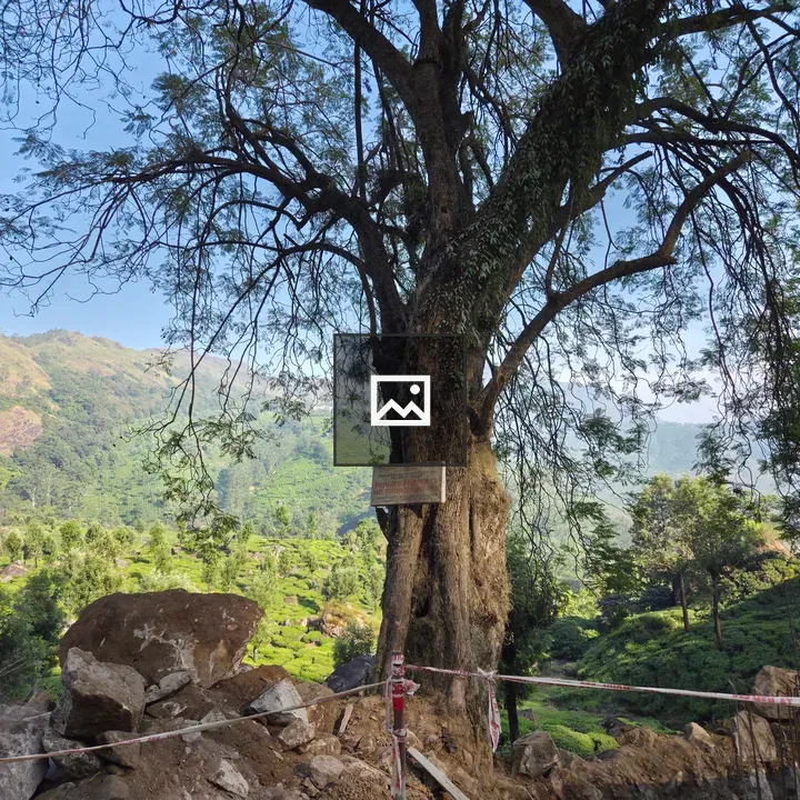 Big tree with sign in front of terraced fields