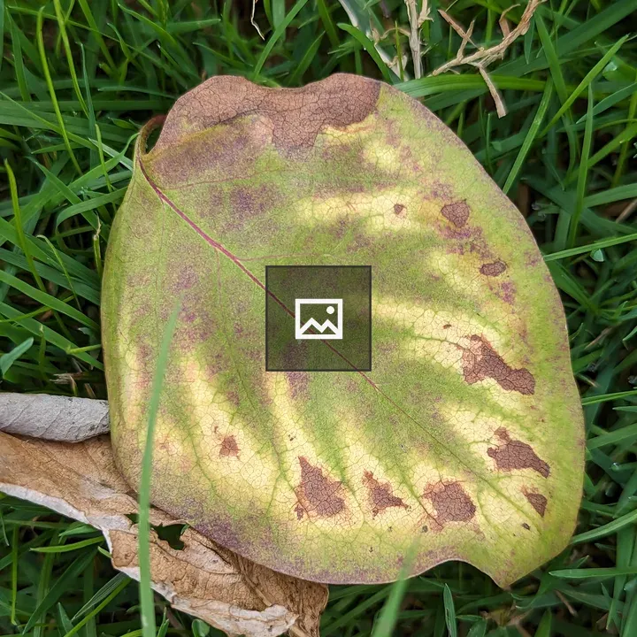 Yellow Leaf with Green Pattern