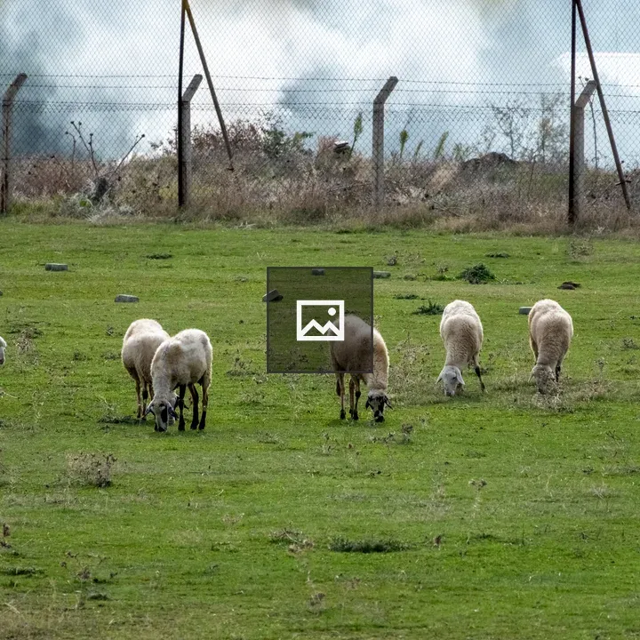 Sheep herd in the field