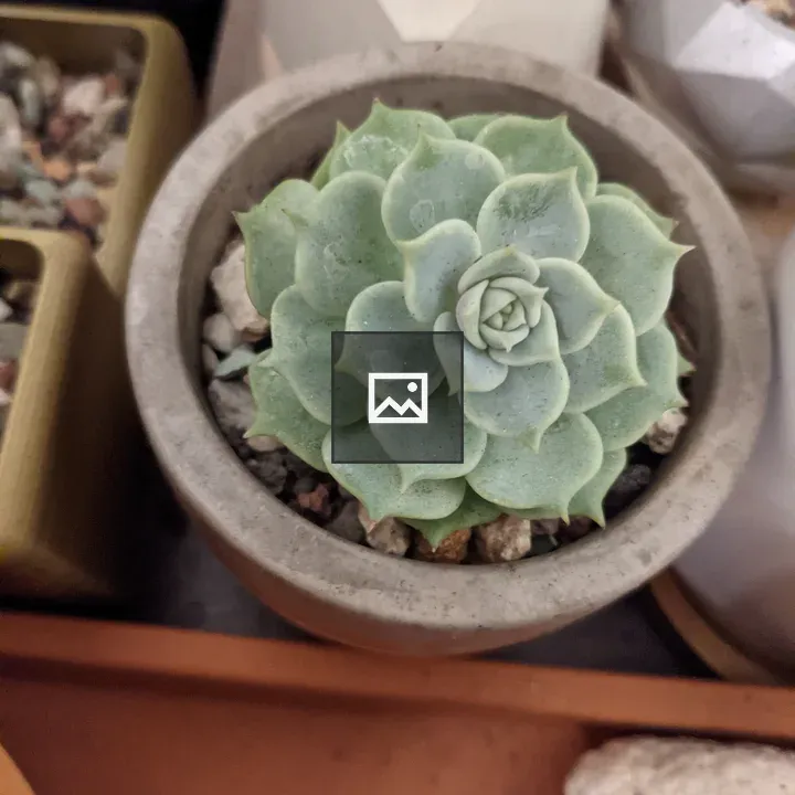 Close up succulent in pot
