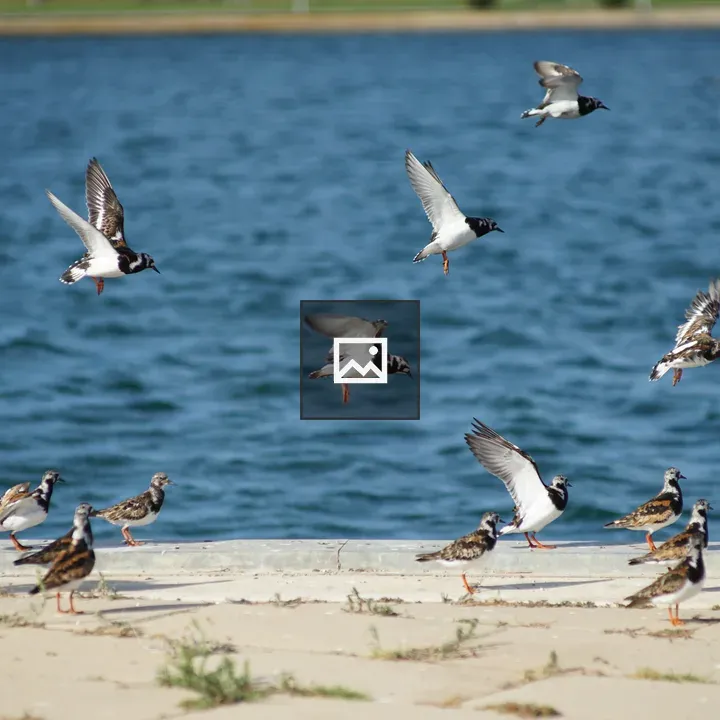Birds by Water shore