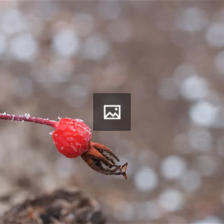 Rose hip plant in Cypress Hills